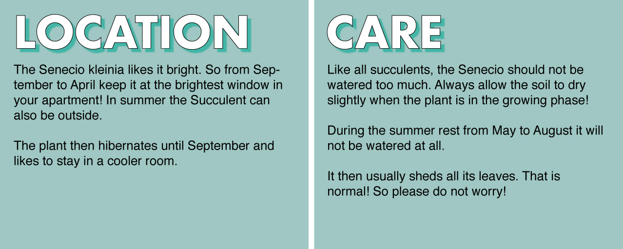 Senecio-kleinia-care.jpg