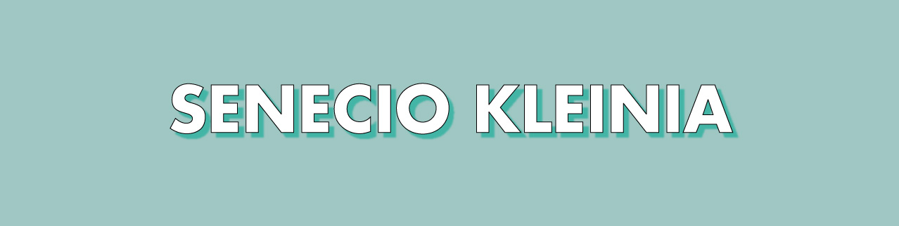Senecio-kleinia.jpg