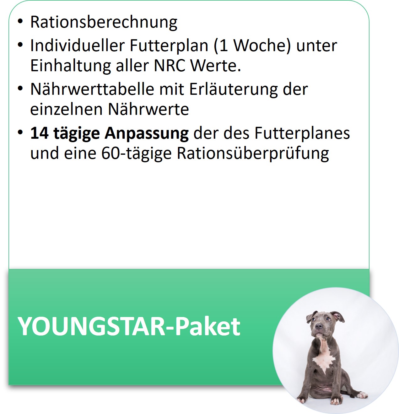 Youngstar Paket