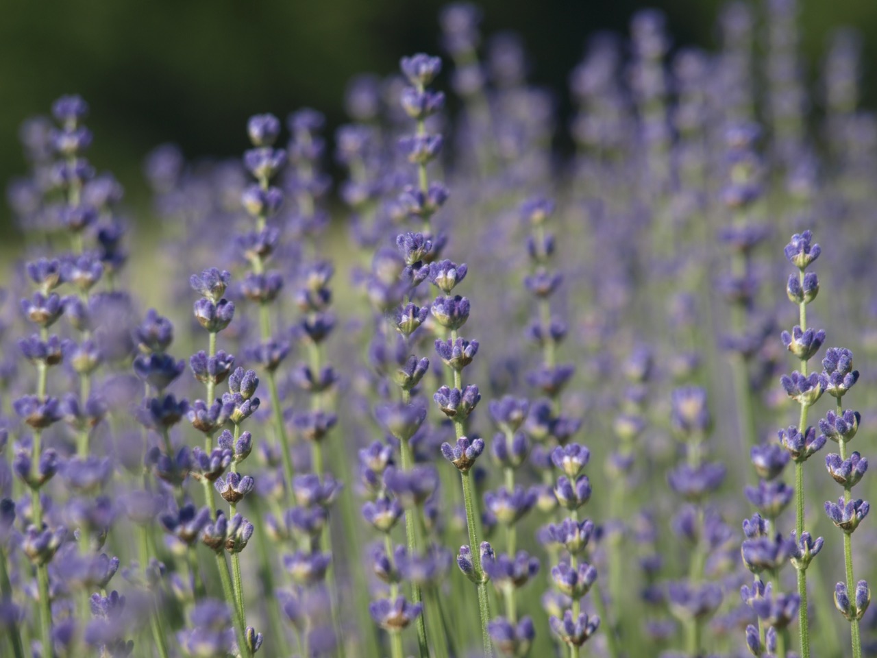 Englischer Lavendel Ernte 2019 Felslindenhof