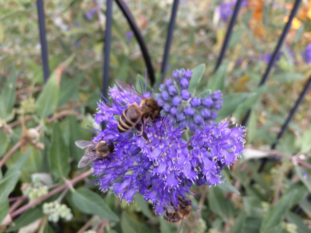 fleißige Bienen beim Honig sammeln