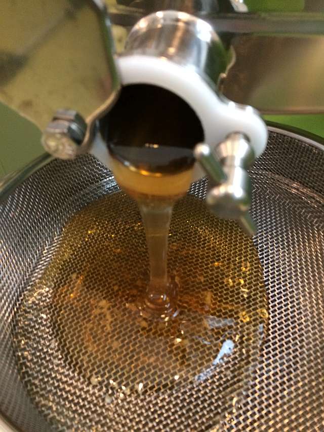 Leckerer Honig direkt aus der Schleuder