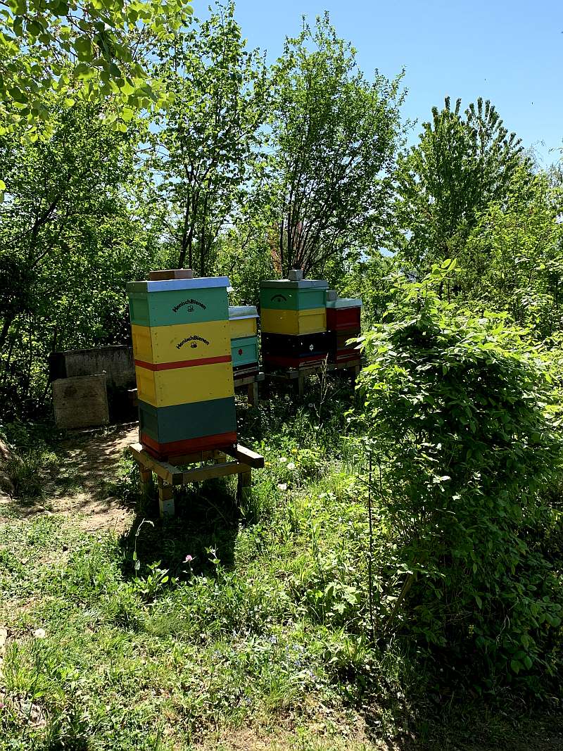 Bienengarten in Kressbronn am Bodensee