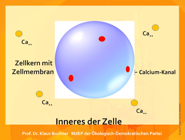 Zellmembran-Kalzium-634.PNG