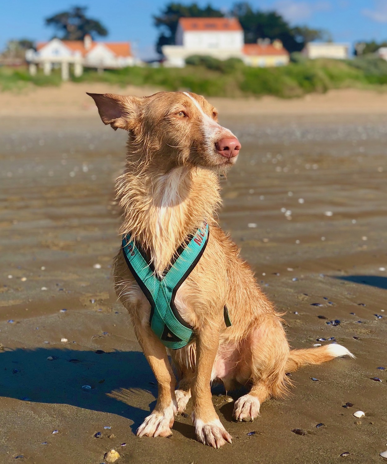 Mundy_am_Strand.jpeg