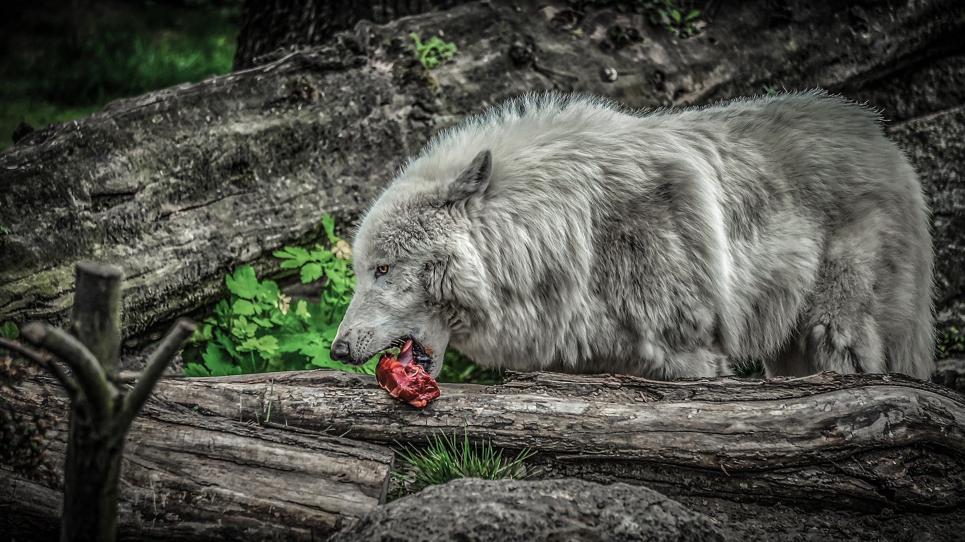 wolf-4192857_1920.jpg