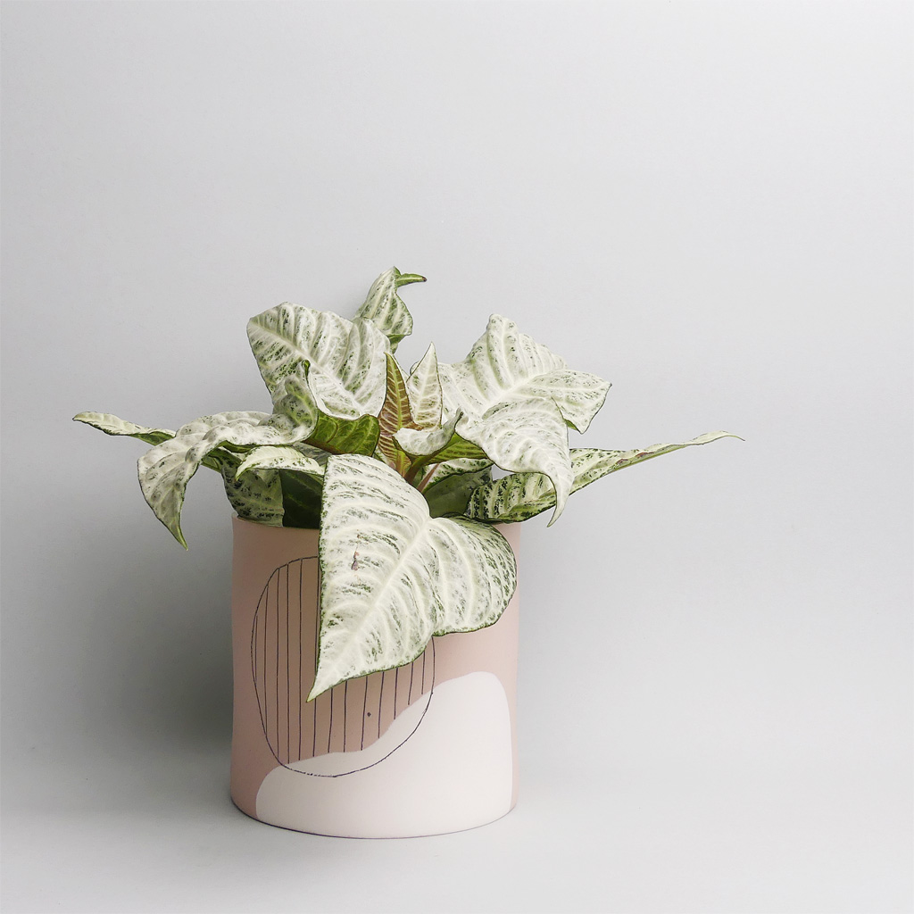 Anna Beam Keramik ceramic kaufen online - The Botanical Room cool plant shop berlin Design Kreuzberg urban jungle