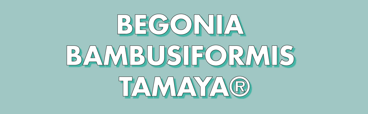 Begonia-bambusiformis.jpg