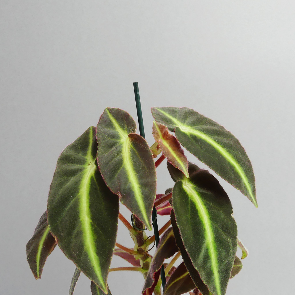 Begonia listada - The Botanical Room