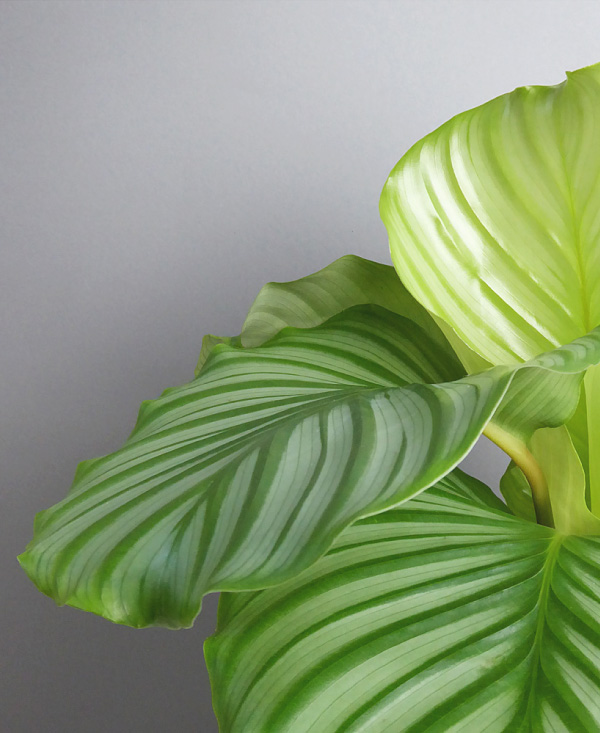 cool plant shop berlin online pflanzen kaufen