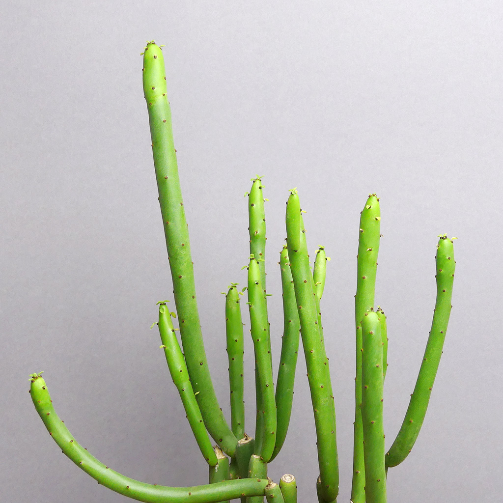 Euphorbia cedrorum - The Botanical Room