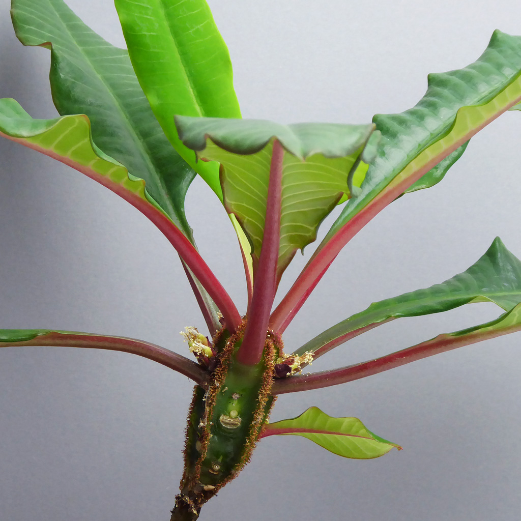 Euphorbia leuconeura - The Botanical Room