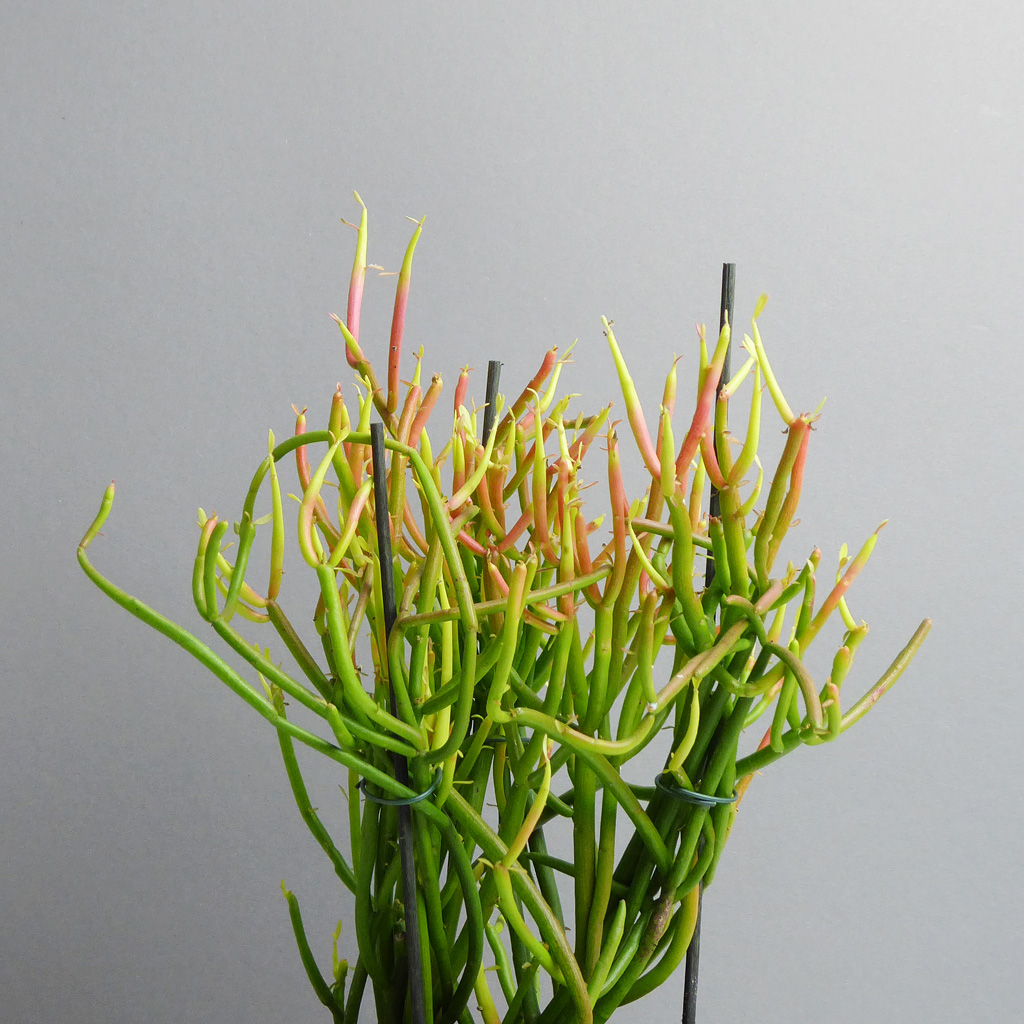 Euphorbia tirucalli "Fire Sticks" - The Botanical Room