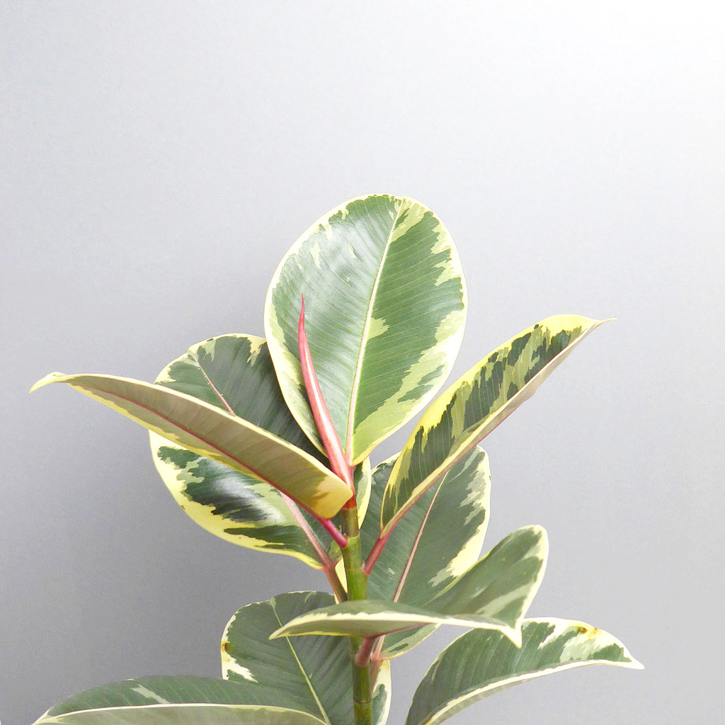 Ficus elastica "Tineke" - The Botanical Room