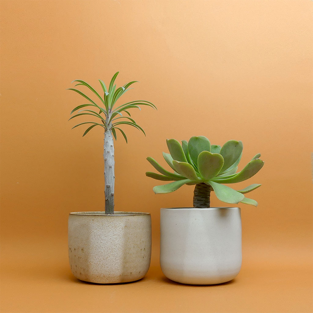 Studio Maals Keramik kaufen - The Botanical Room