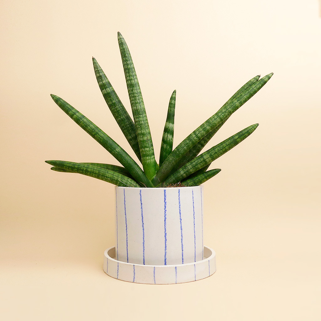 Super Ceramics kaufen - The Botanical Room