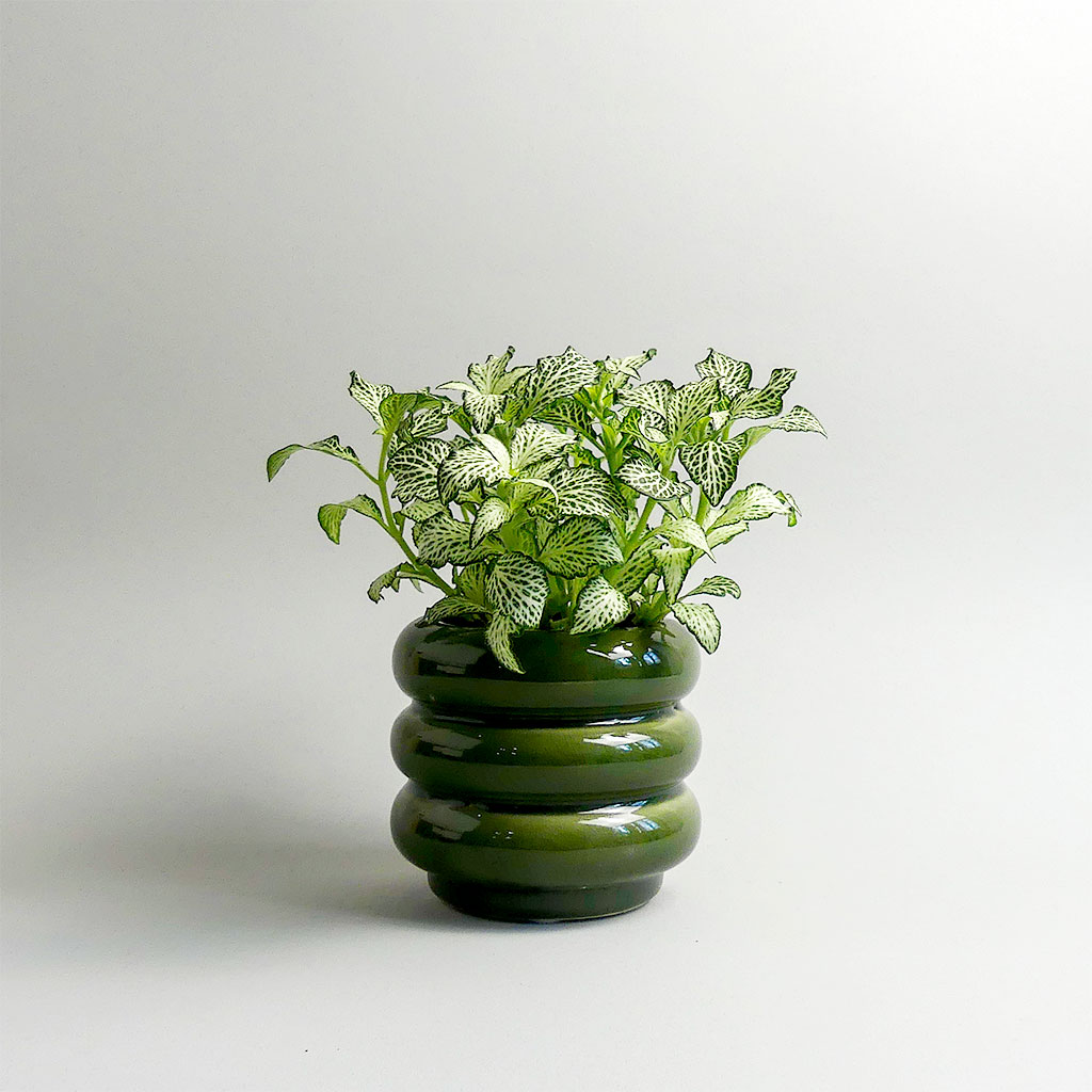 Fittonia im Übertopf Sixties von Serax