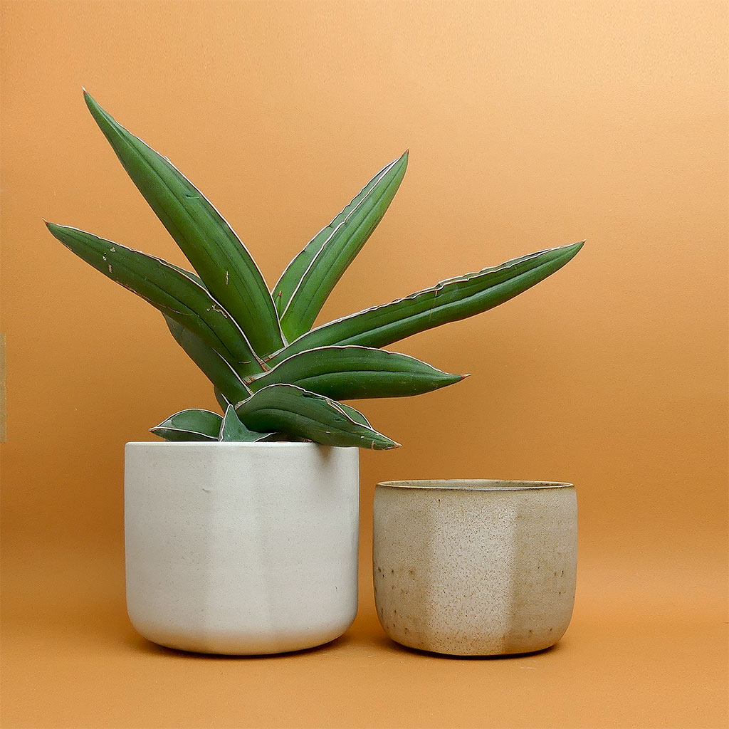 Studio Maals Keramik kaufen - The Botanical Room