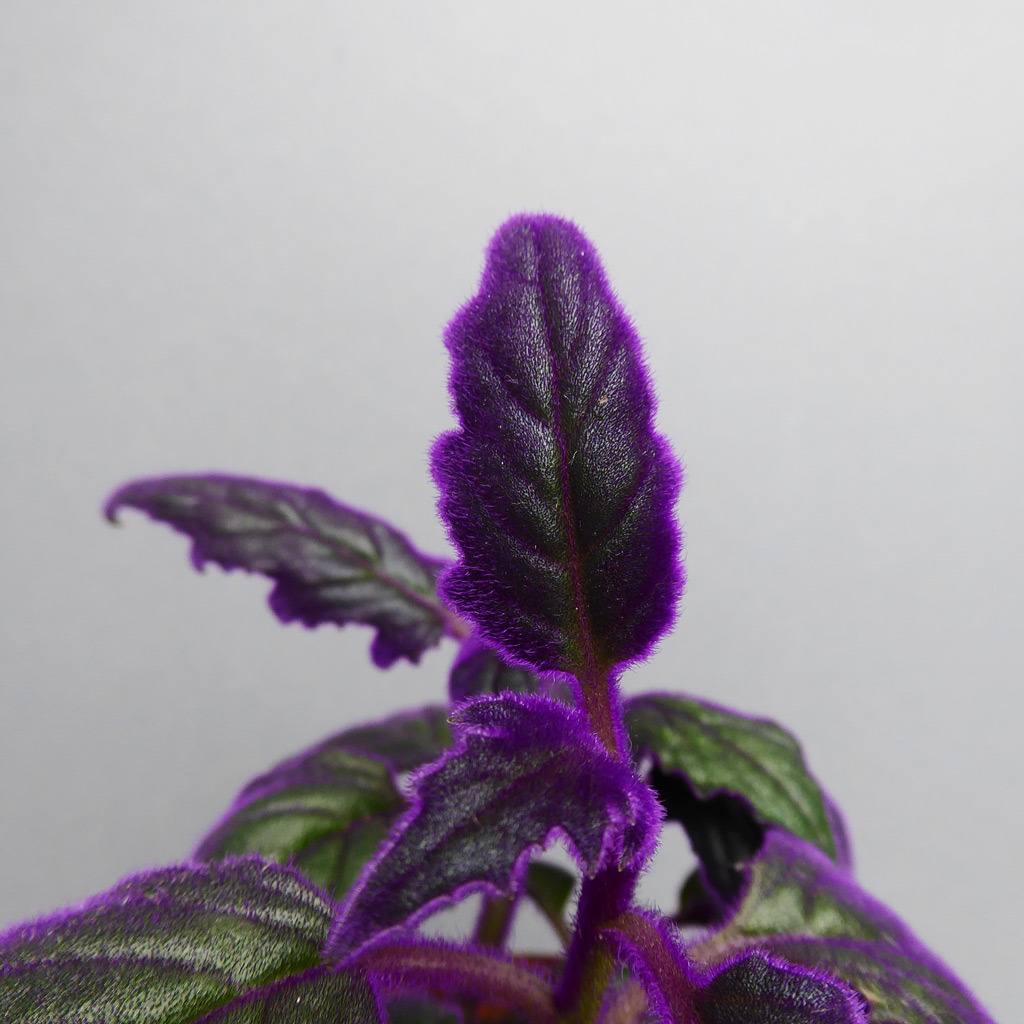 Gynura "Purple Passion" - The Botanical Room