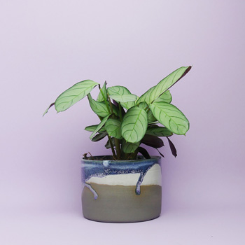 JAK Keramik kaufen Berlin - The Botanical Room - plant shop Berlin design ceramic urban jungle