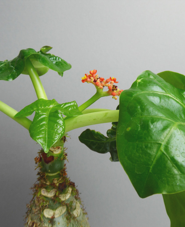 cool plant shop berlin online pflanzen kaufen