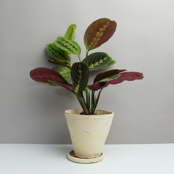 KhashKhash Keramik kaufen Berlin - The Botanical Room - plant shop Berlin design ceramic urban jungle