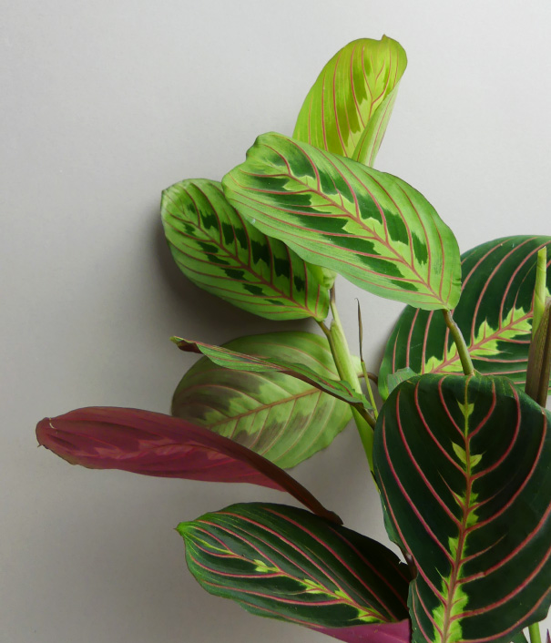 plant shop berlin online pflanzen kaufen