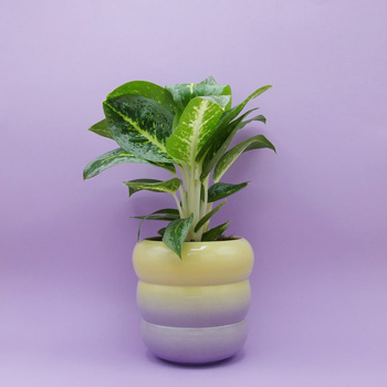 Marilyne Blais Keramik kaufen Berlin - The Botanical Room - plant shop Berlin design ceramic urban jungle