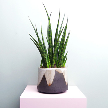 Palavara Keramik kaufen Berlin - The Botanical Room - plant shop Berlin design ceramic urban jungle