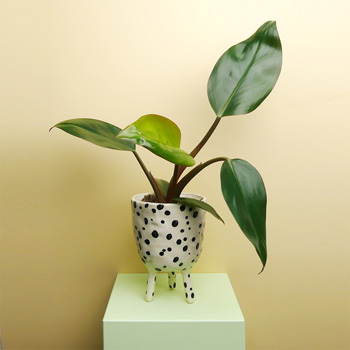 Piece of Clay Keramik kaufen Berlin - The Botanical Room - plant shop Berlin design ceramic urban jungle