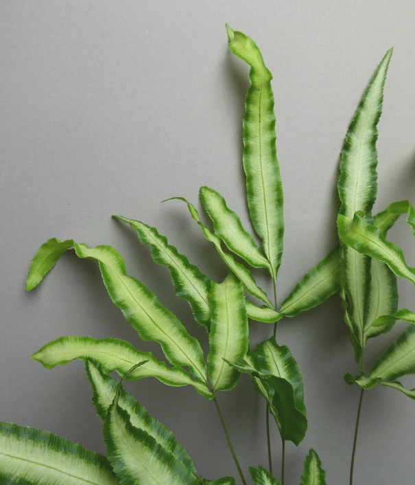 plant shop berlin pflanzen kaufen online