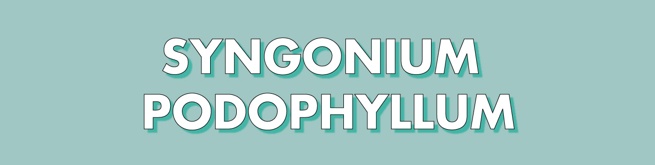 SyngoniumPodophname.jpg