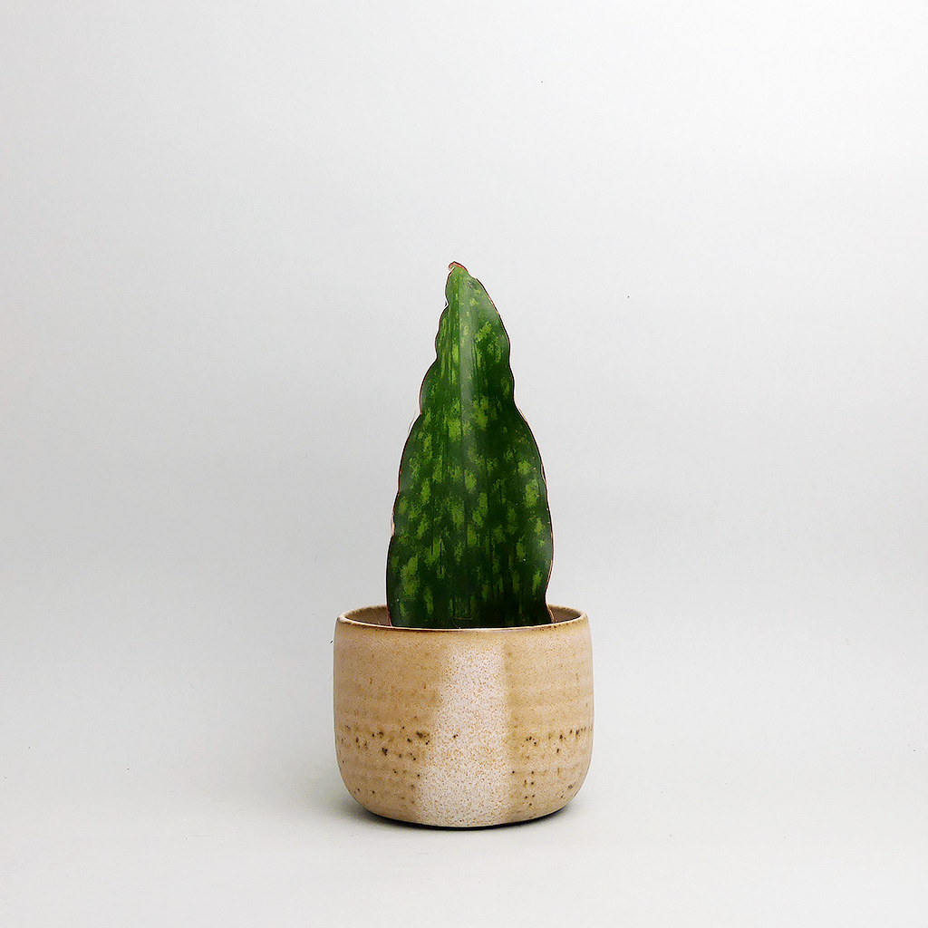 Sansevieria im Übertopf von Studio Maals