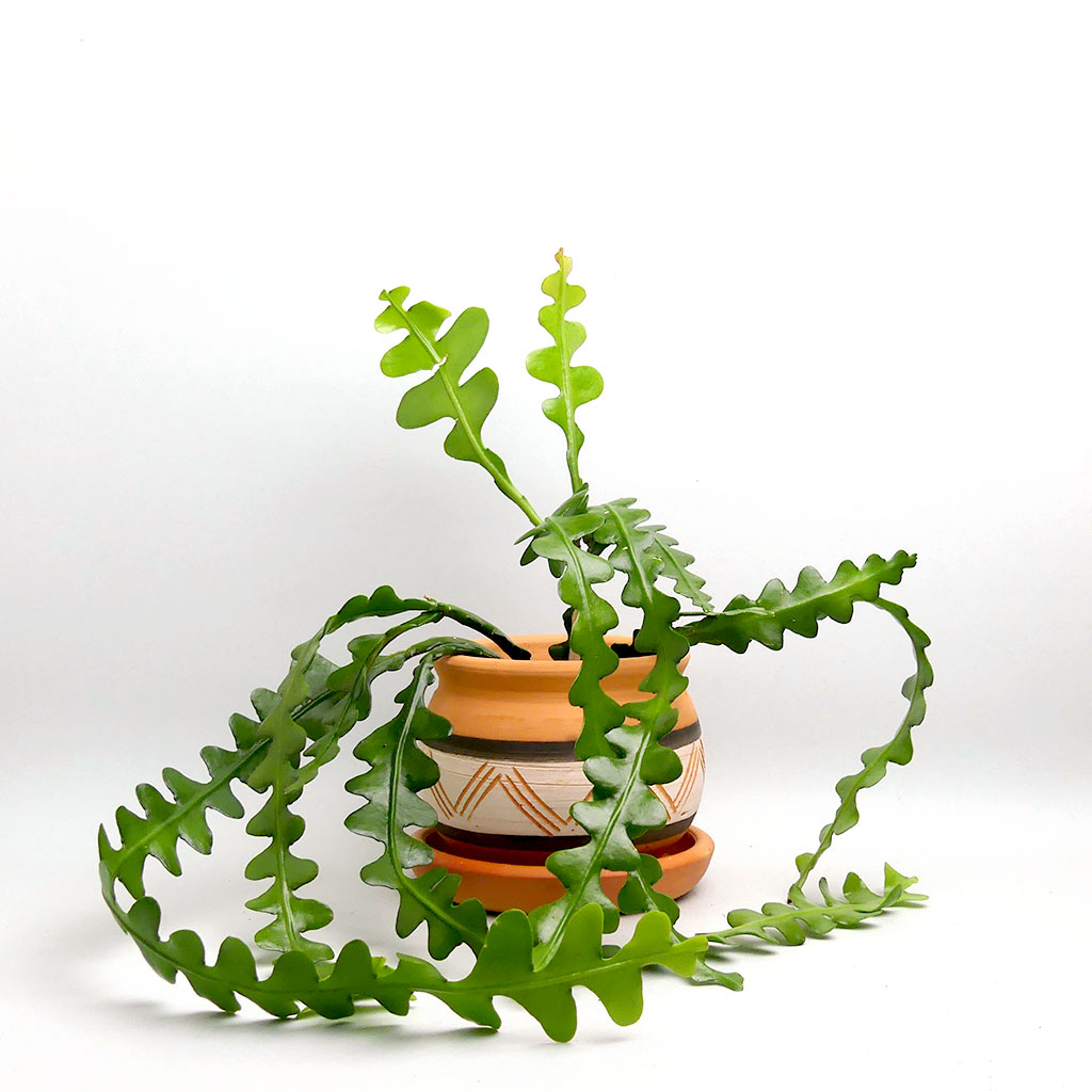 Epiphyllum anguliger im Colombian Boho Topf