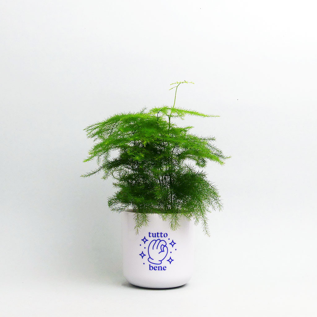 Asparatus setaceus im Tutto Bene Topf von Studio Ciao