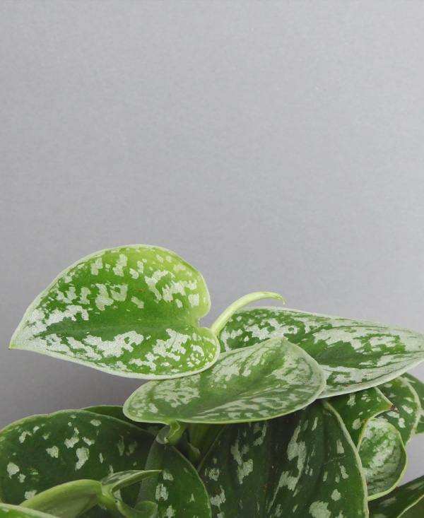 cool plant shop berlin online kaufen Pflanzen