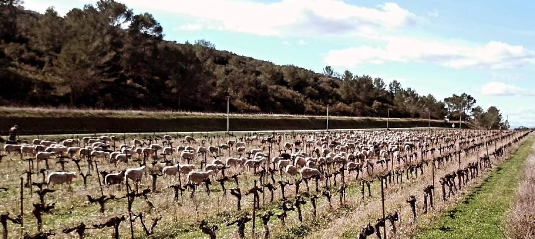 Domaine de l'Escattes