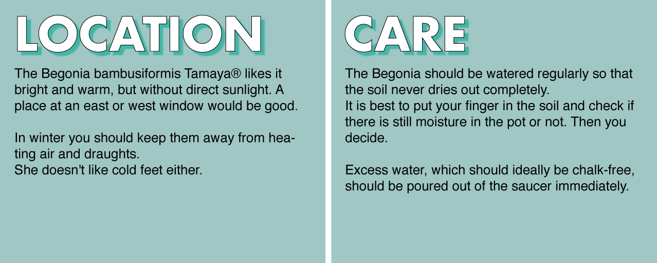 Begonia-Tamaya-care.jpg
