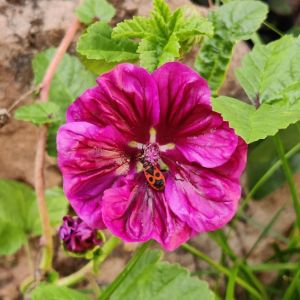 Malva sylvestris