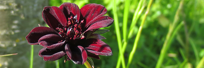 Blume.jpg