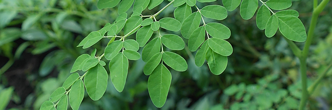 Moringa.jpg