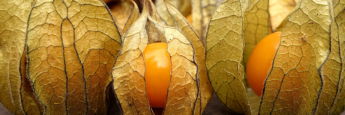 Physalis.jpg